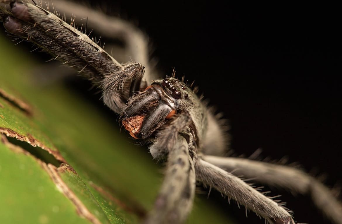 Huntsman spider eyes