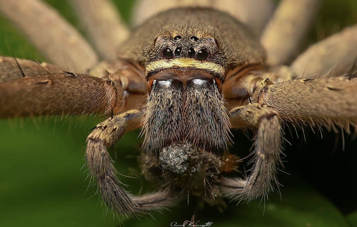 Spider fangs