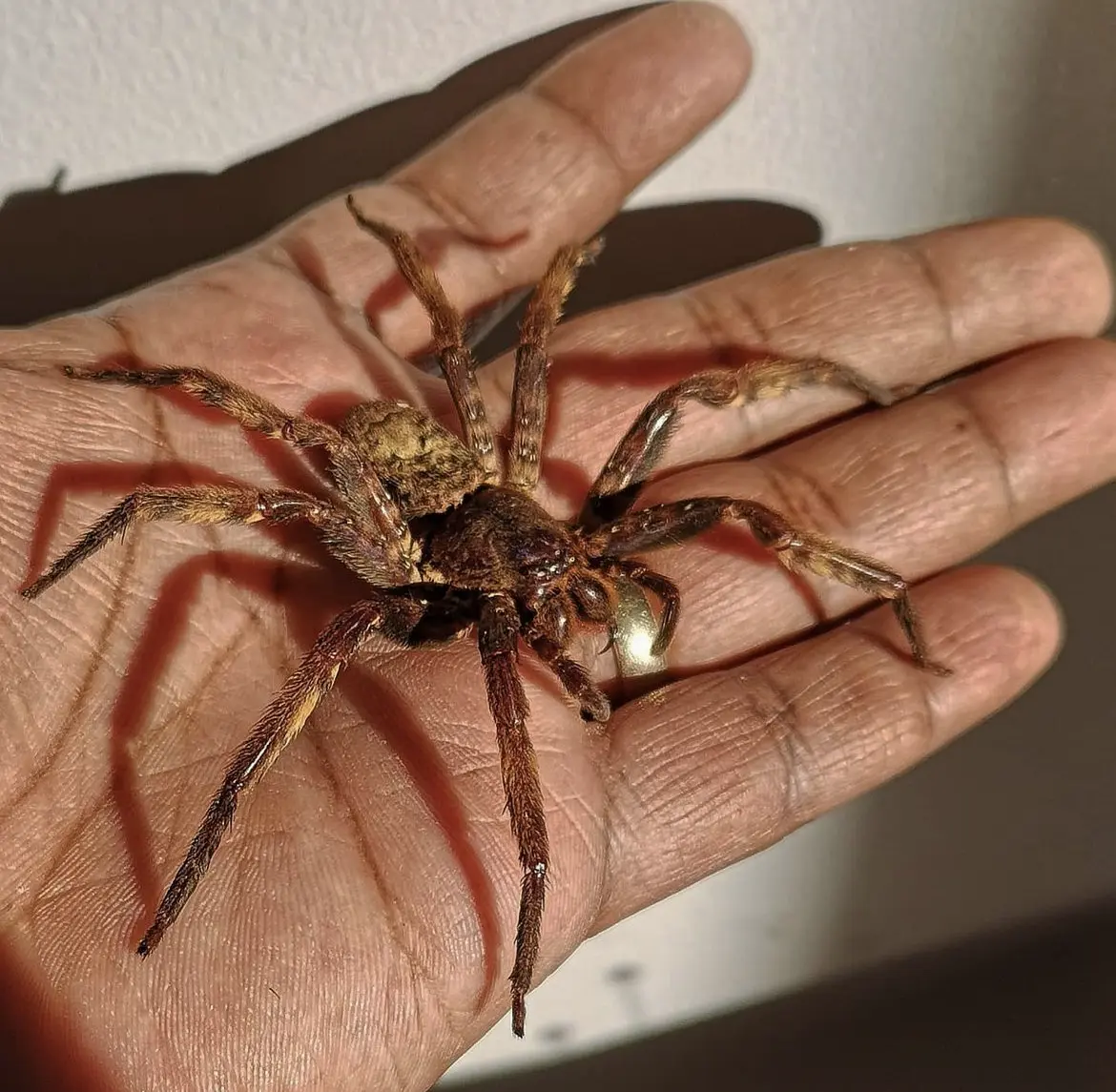 Huntsman spider