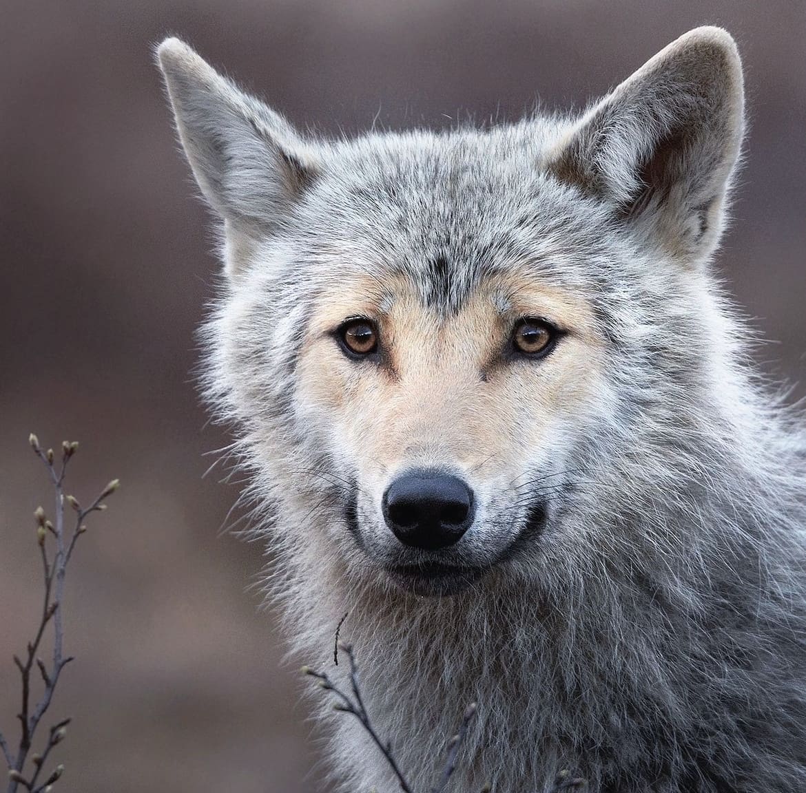 grey wolf