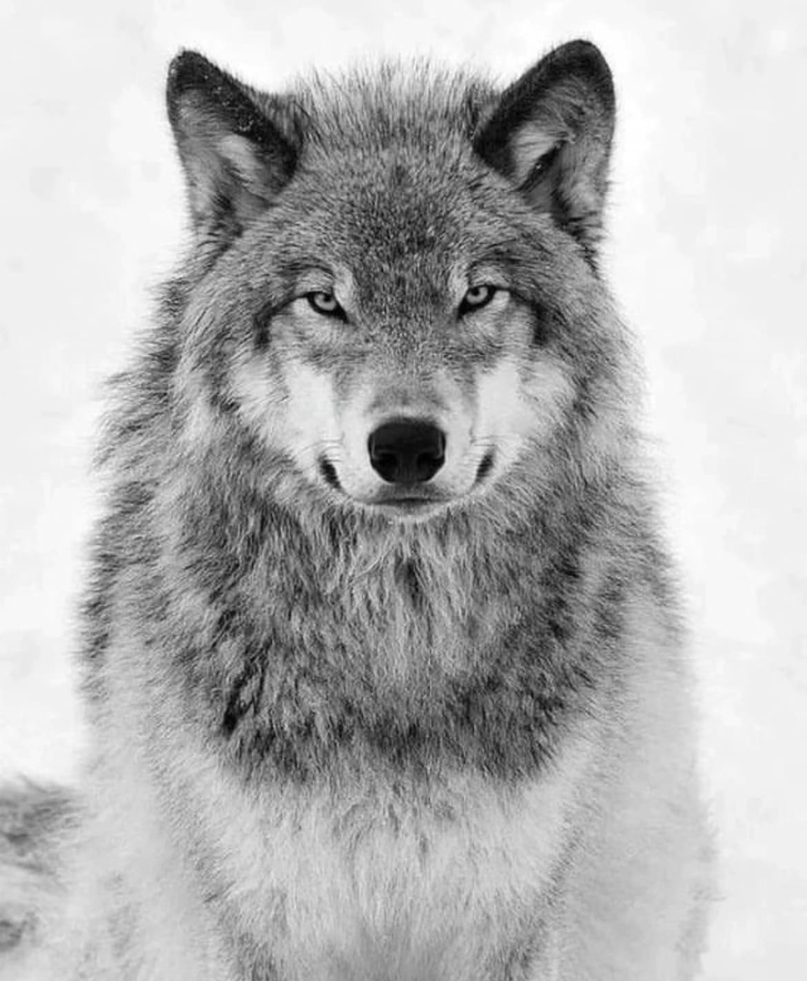 Grey wolf