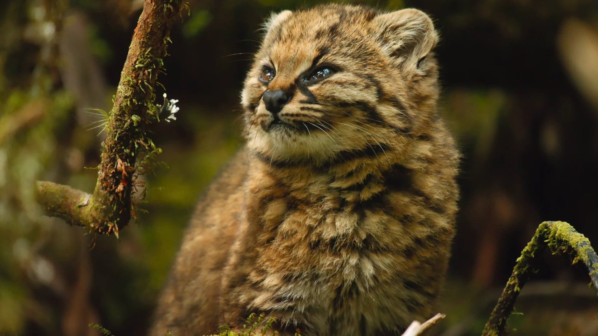 The most rare wild cat on earth