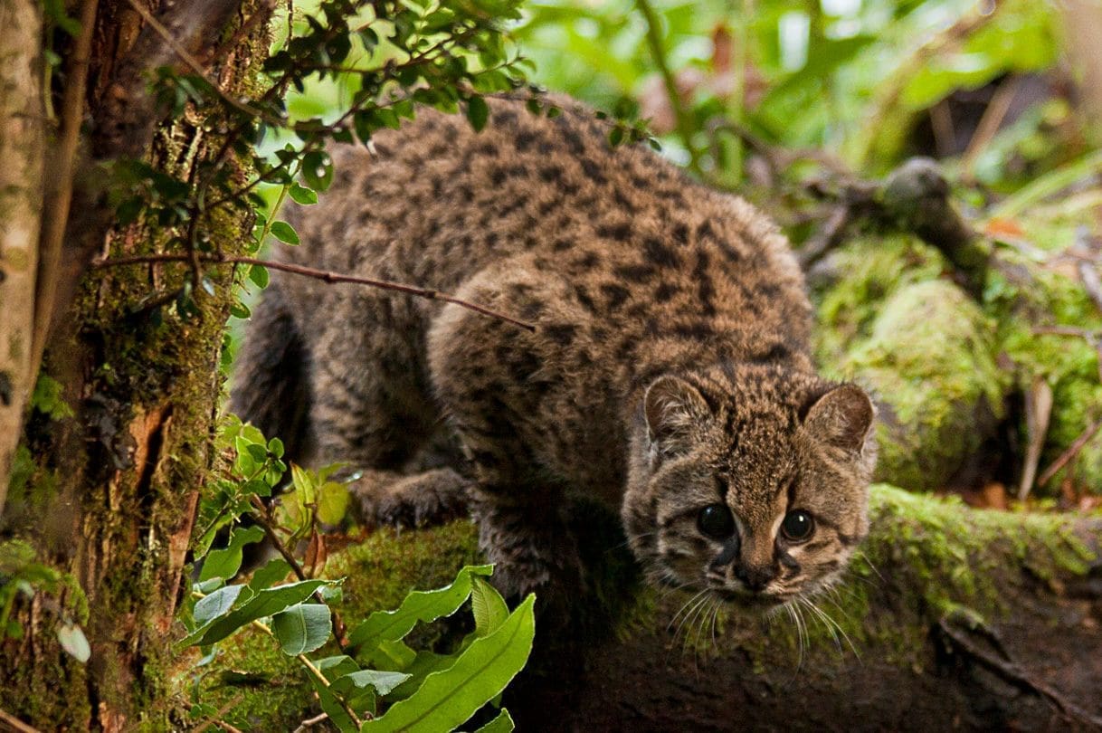 Wild KodKod cat