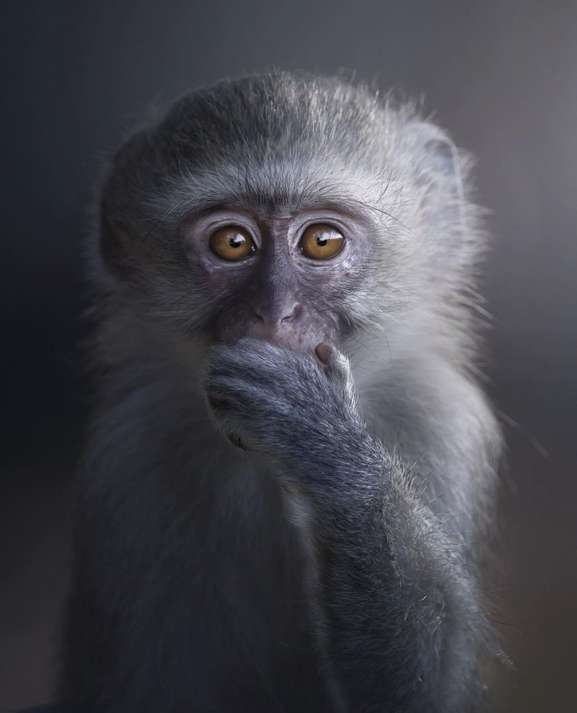 Vervet monkey yawning