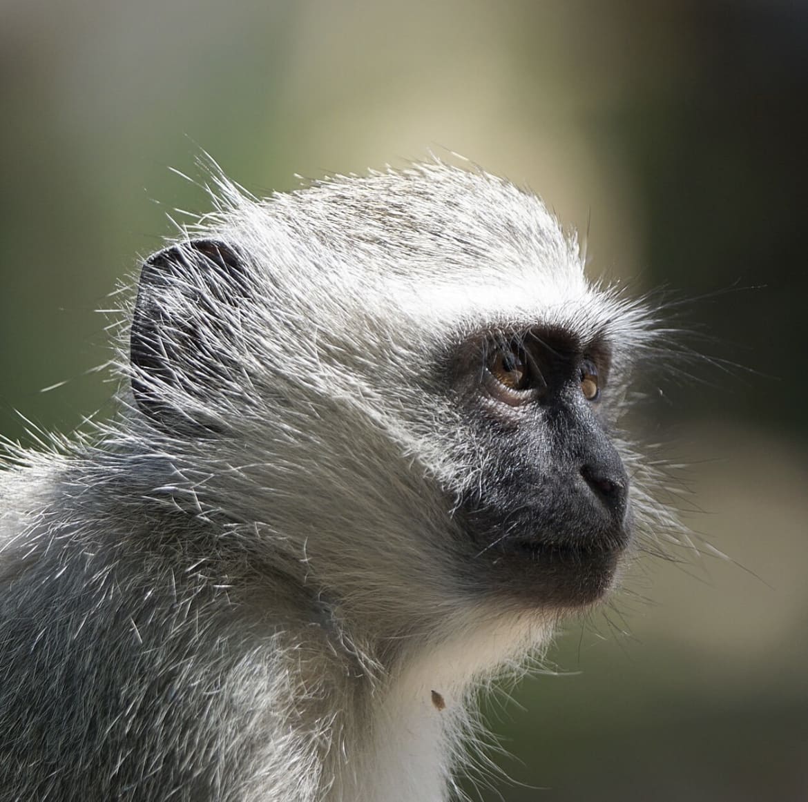 Sideprofile of a small ape in Africa