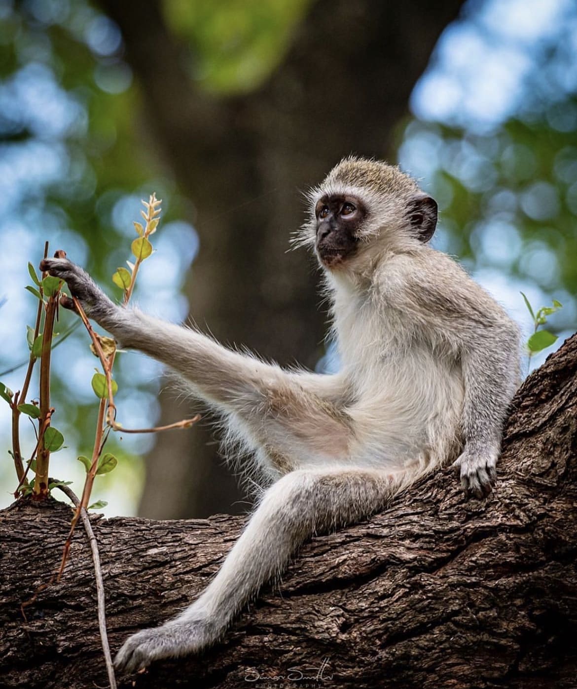 Vervet monkey stretching on a tree