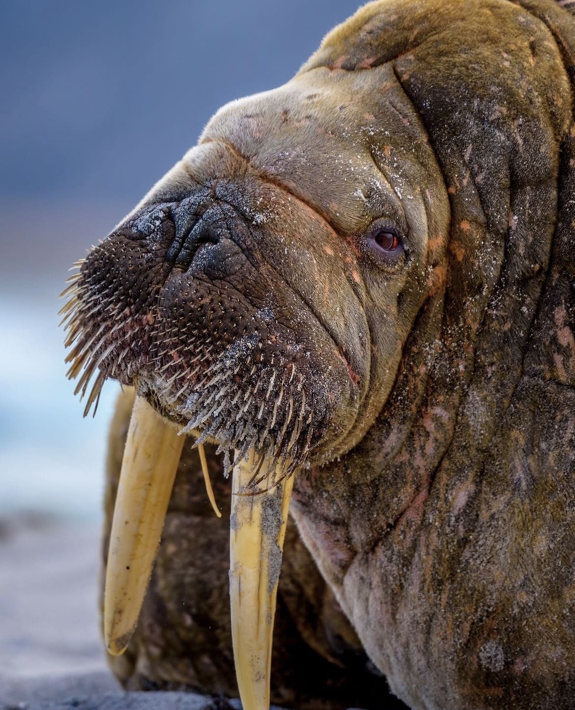 Large tusked mammal in the arctic waters of Norway