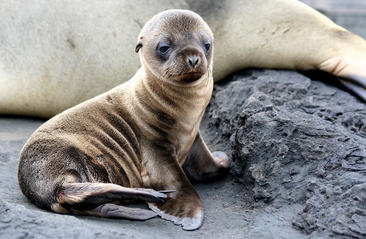 Baby marine mammals