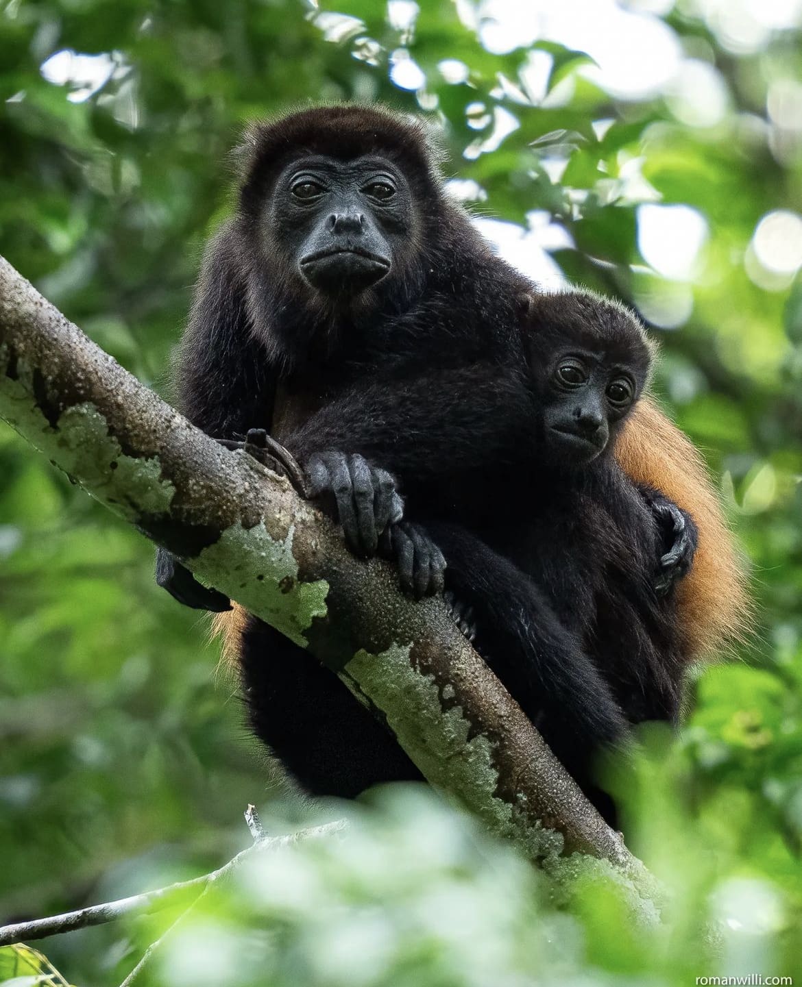Mantled Howler monkeys in the Osa Peninsula