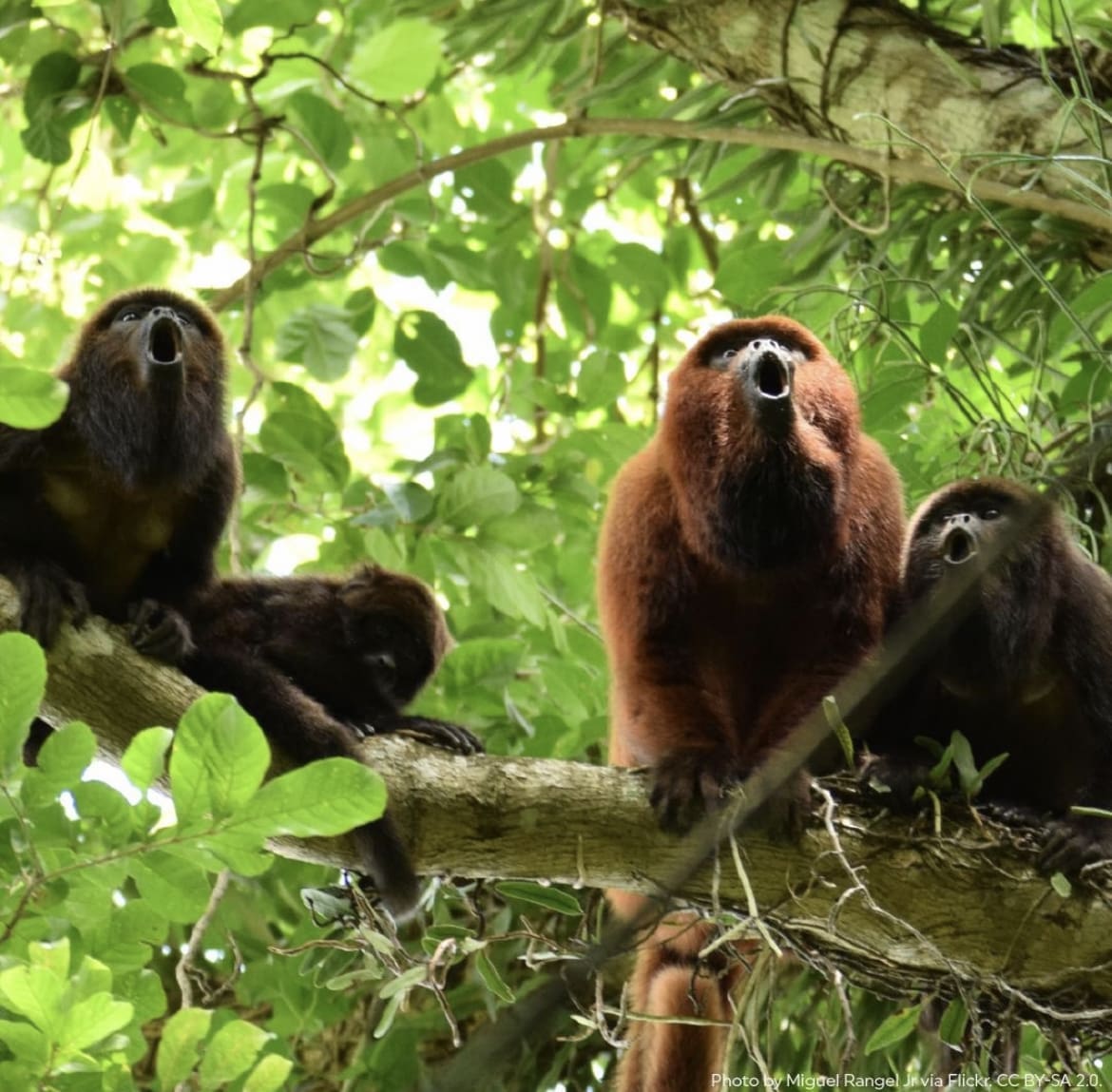 the loudest of all monkey species