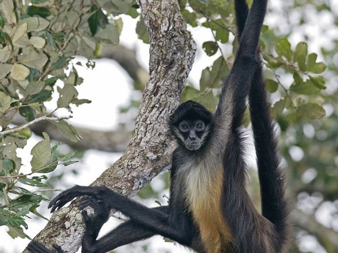 black-handed spider monkey