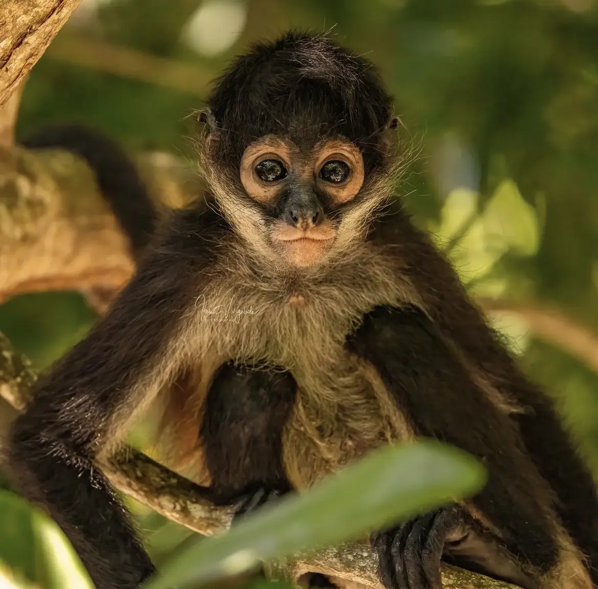 Juvenile spider monkey