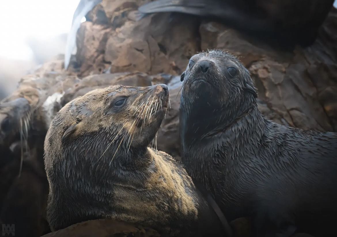 Ocean wildlife in South Africa