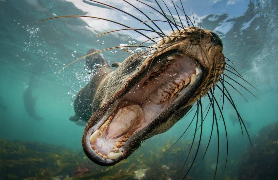 Seal with mouth wide open