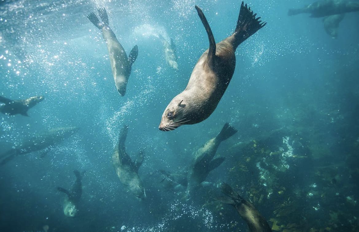 Wildlife off the coast of Cape Town