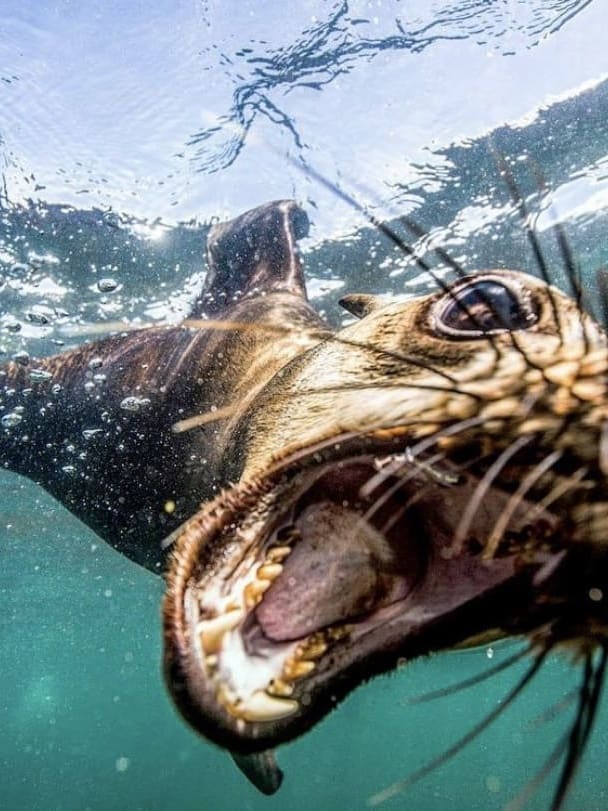 Diving with seals in Cape Town