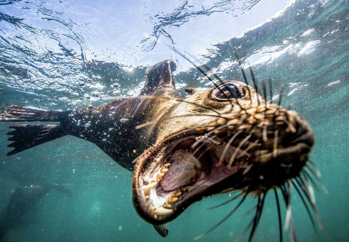 Diving with seals in Cape Town