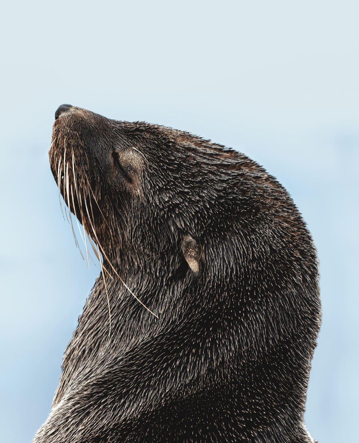 Wildlife in Cape Cross, Namibia