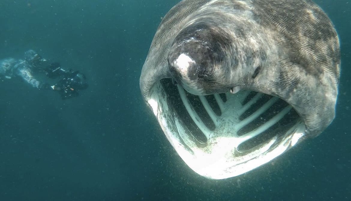 Basking Shark closeup