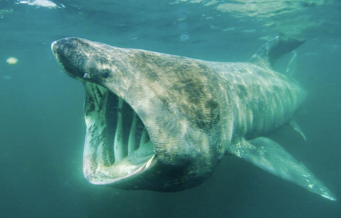 Basking Shark Mouth