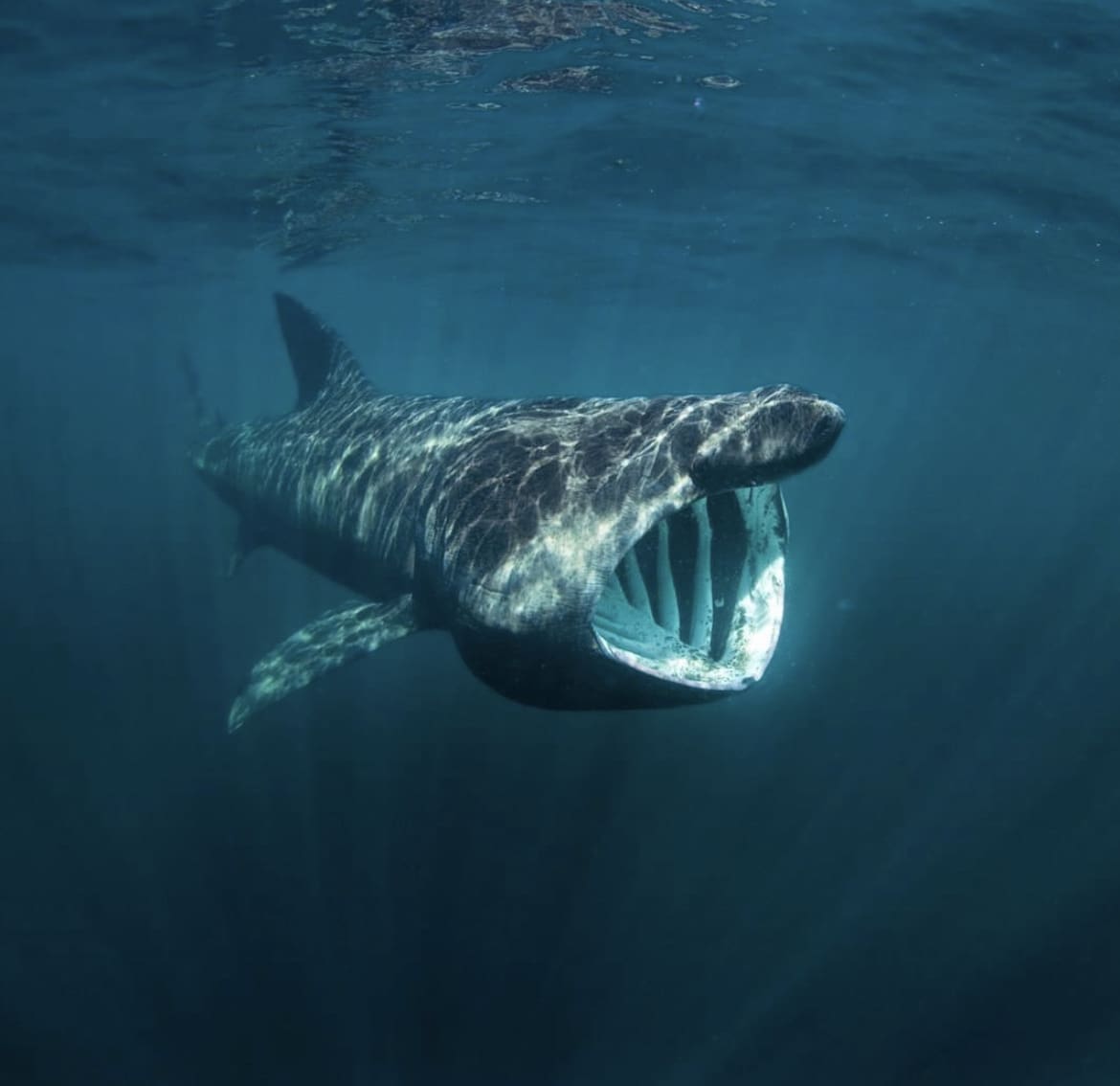 Basking Shark