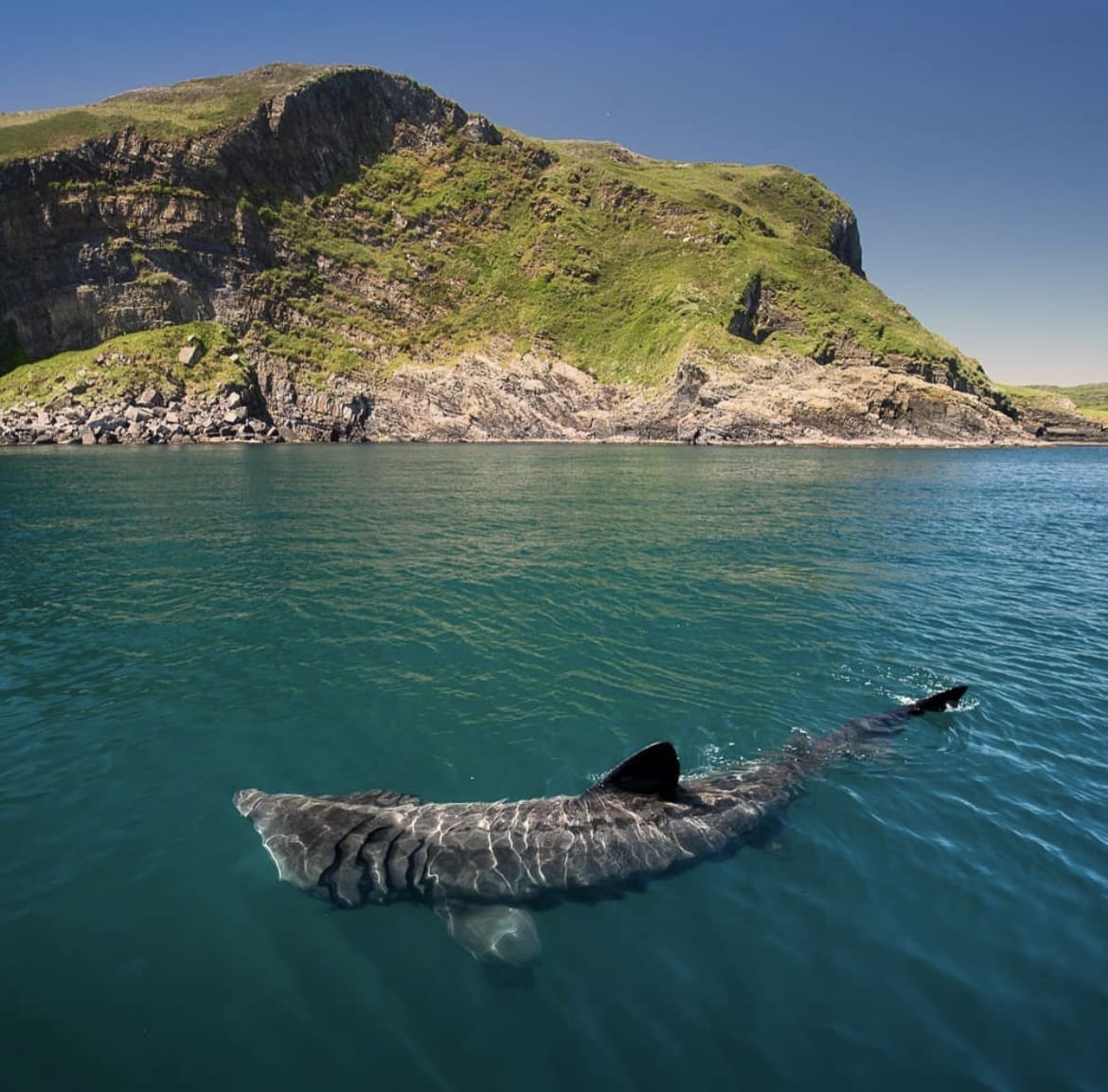 Sharks in scotland