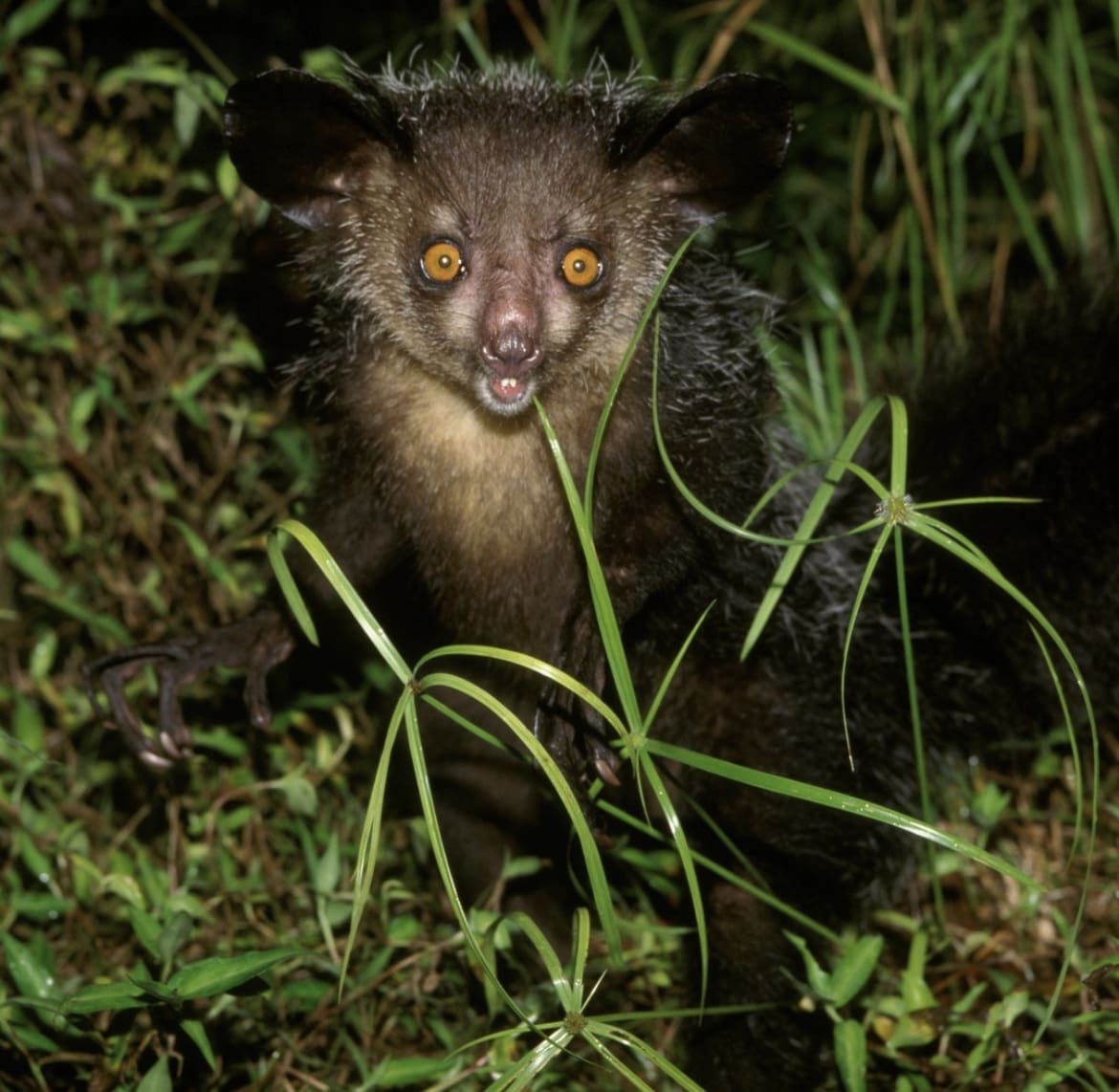 The Aye-Aye