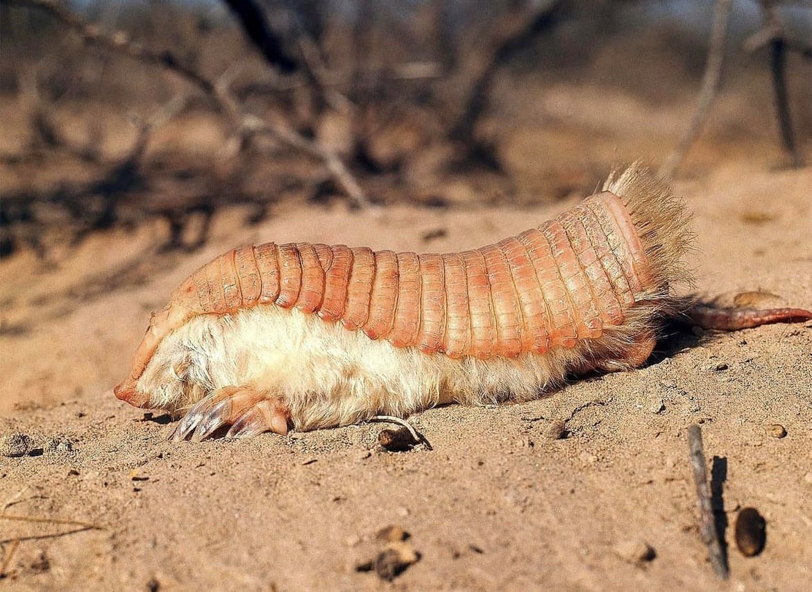 Pink Fairy Armadillo: The Enchanted Digger