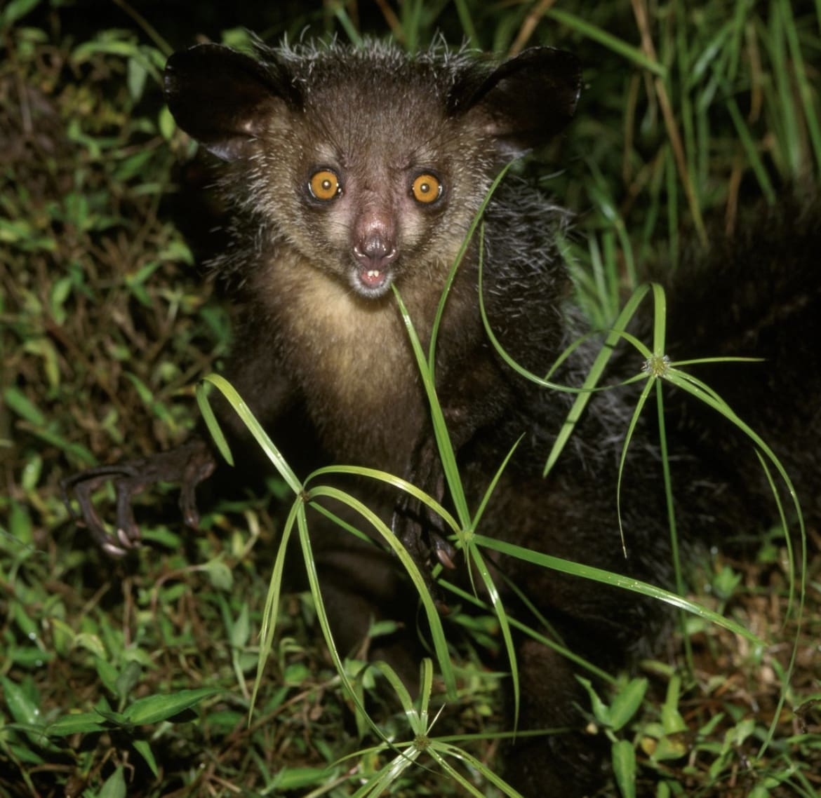 Nocturnal wildlife