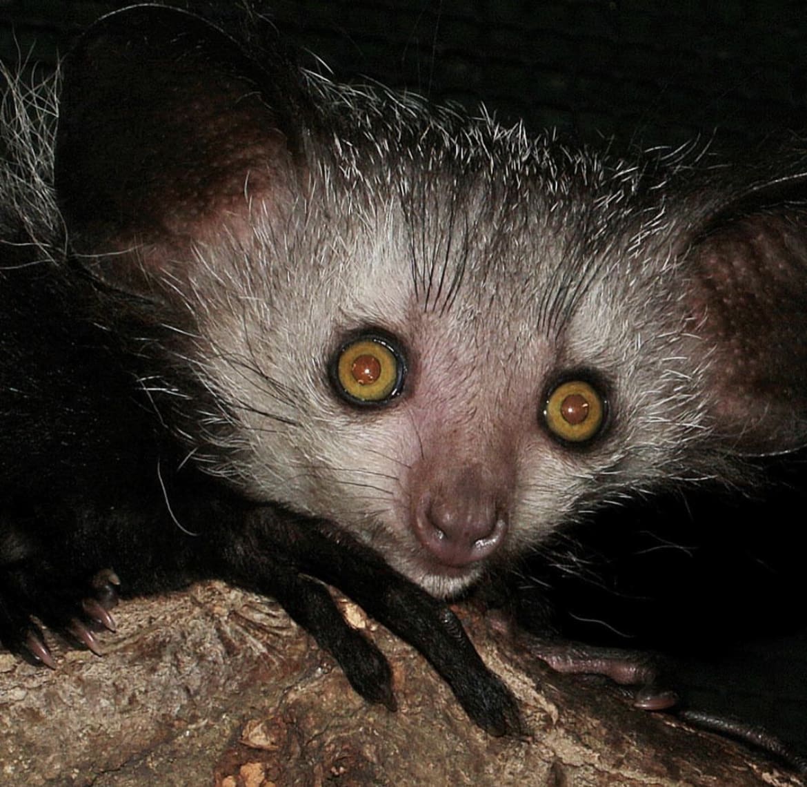 the weirdest animals on earth
