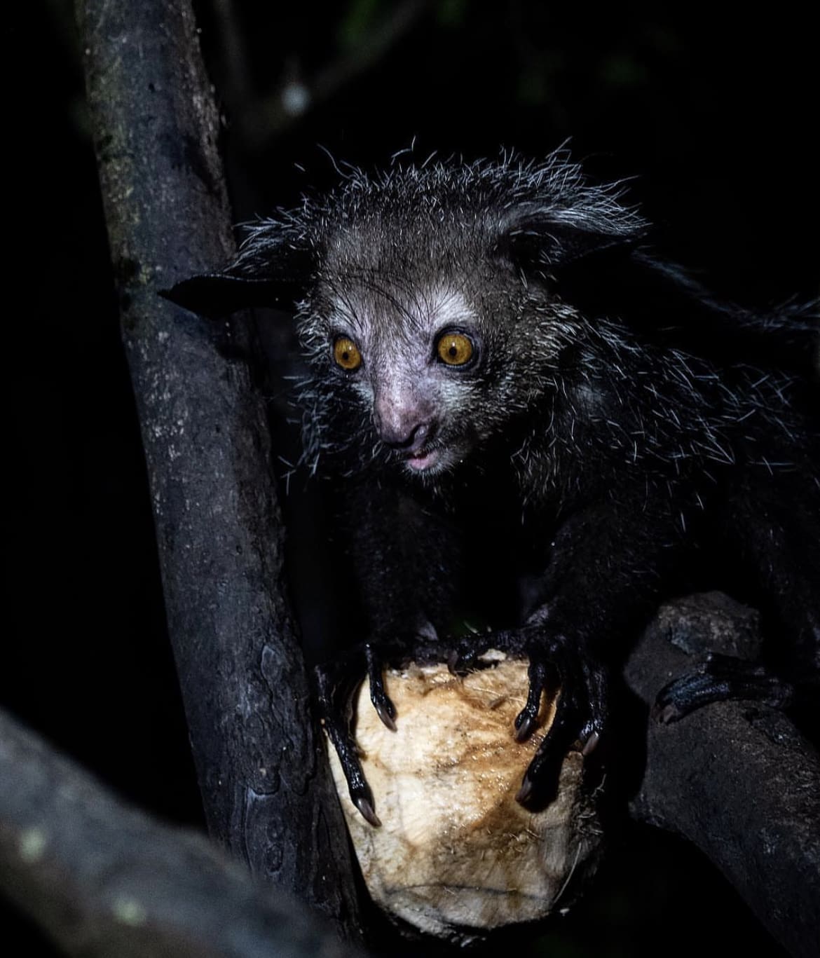 Aye-Aye FInger