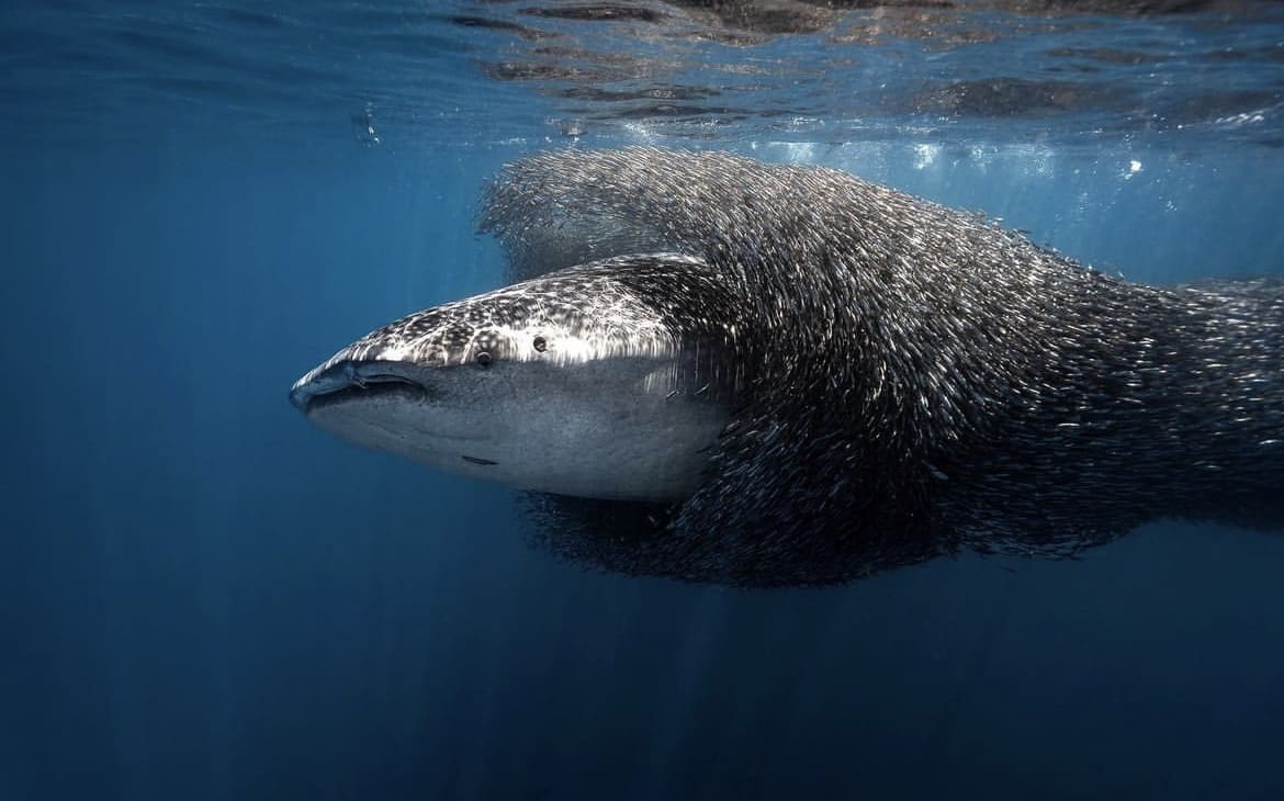 wildlife of the ningaloo reef, australia