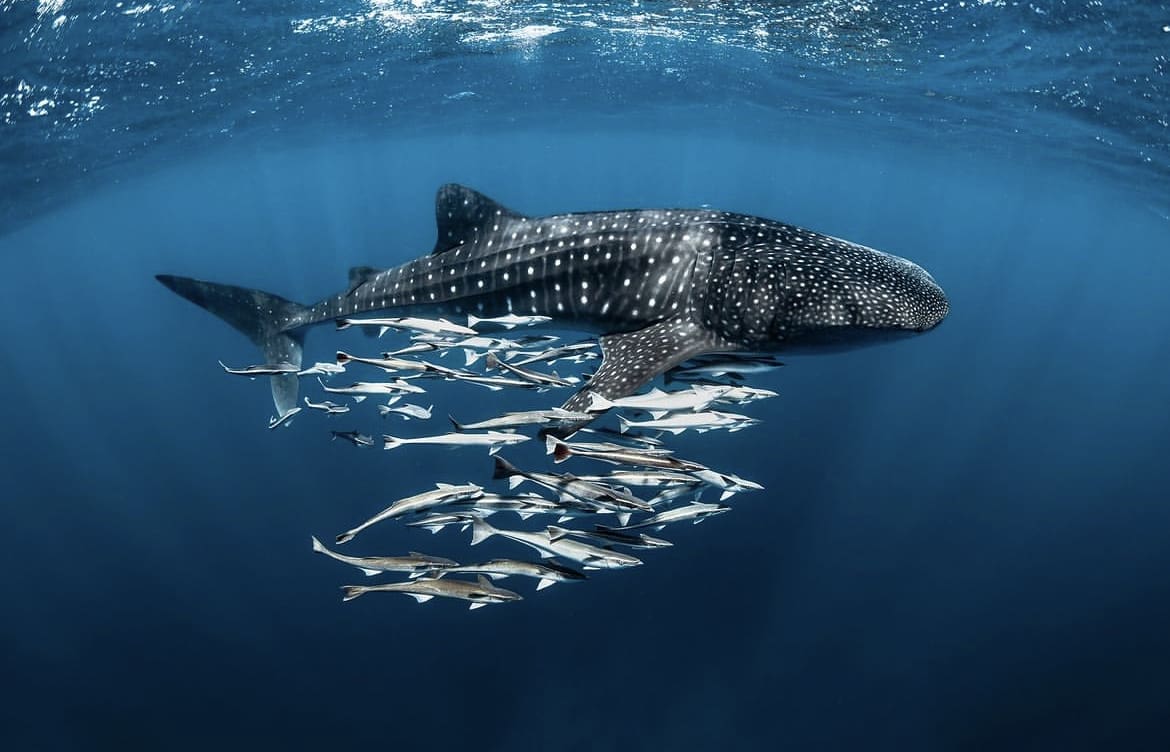 Ningaloo reef