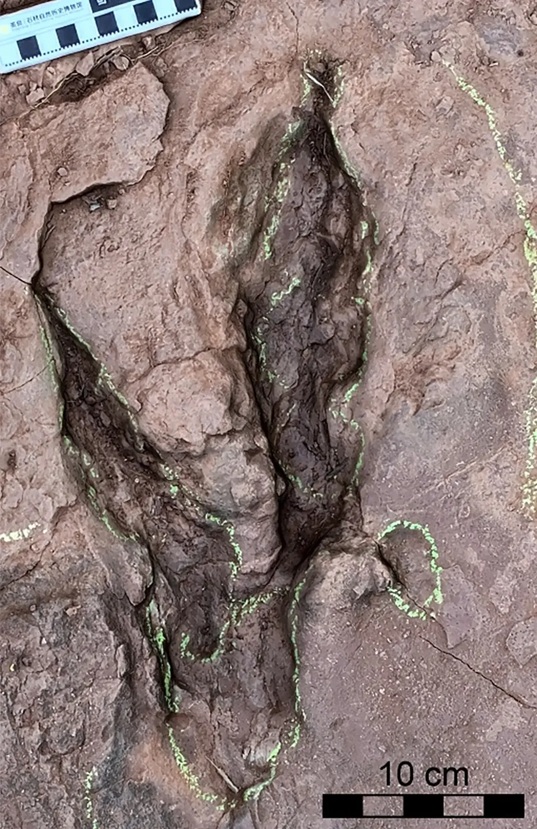 China: Palaeontologists Discover the Largest Raptor Tracks Ever Found