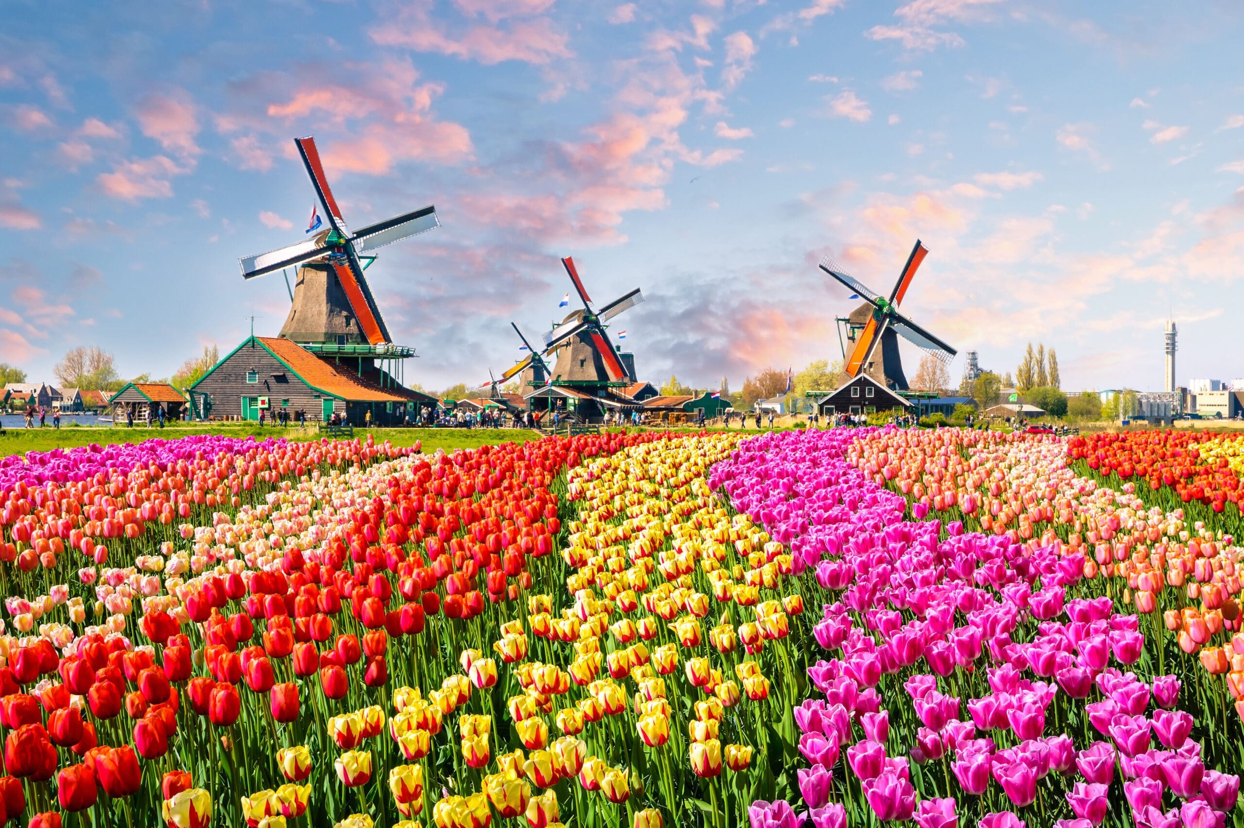 Landscape with tulips, traditional dutch windmills and houses near the canal in Zaanse Schans, Netherlands, Europe