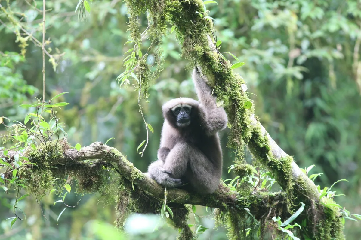 Skywalker Gibbon