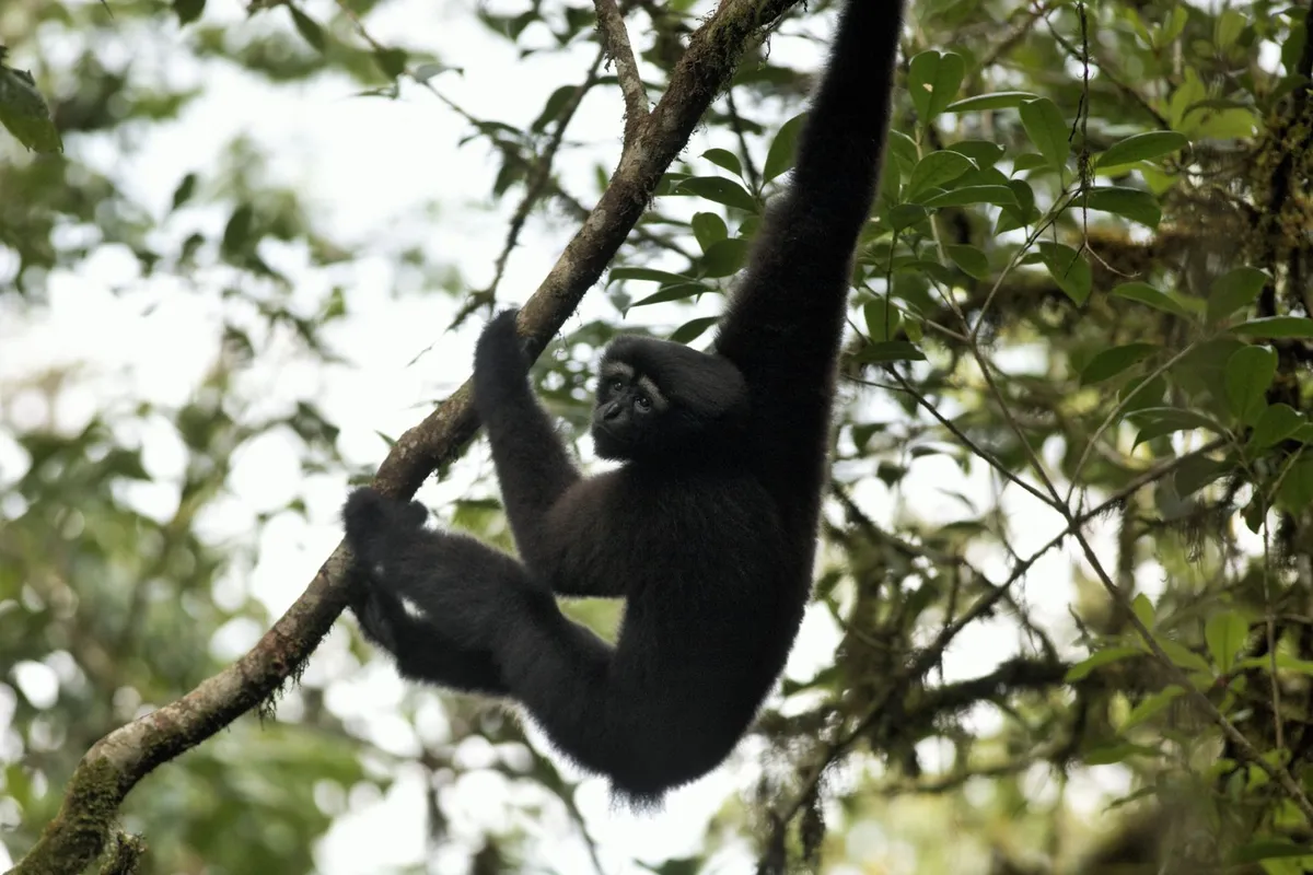 'Skywalker' Ape Discovered In Jungles Of Myanmar