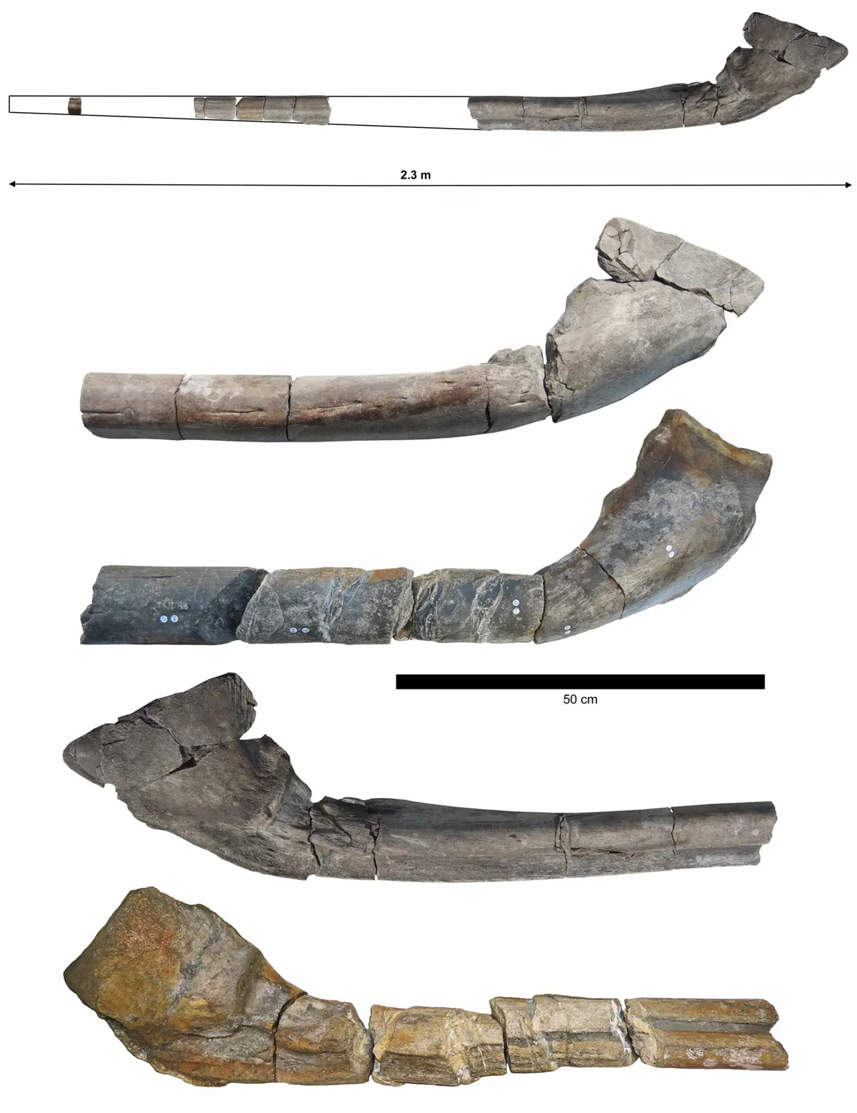 Ichthyotitan bones - 'Largest Reptile Ever' Ichthysoaur Discovery On Family Beach Day