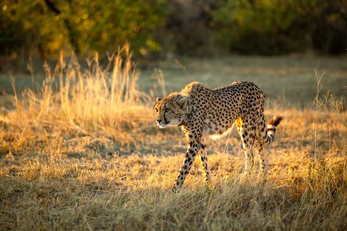 Aussie-Born Captive Cheetah Released In Africa For The First Time