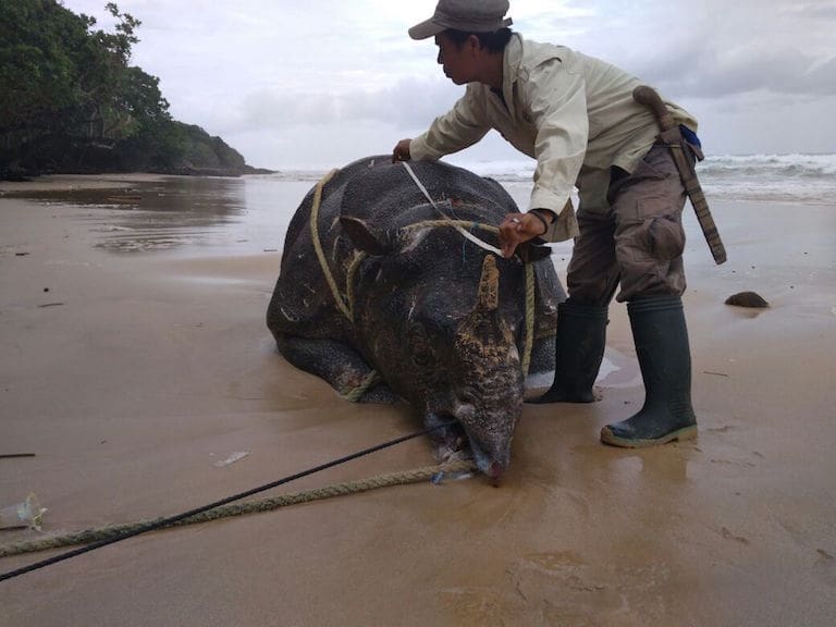 Poached Javan Rhino
