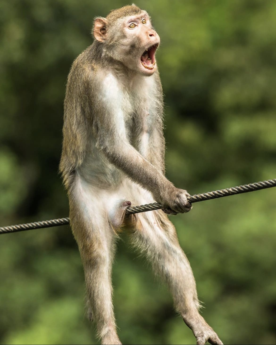 When Monkeys Attack: A Rare Encounter with the B Virus in Hong Kong