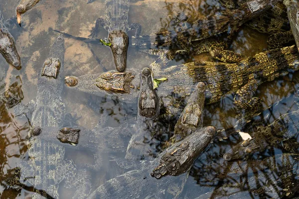 Siamese crocodiles are native to Cambodia