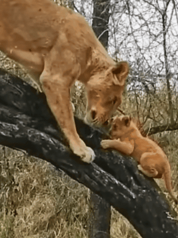 Lioness Teaches Her Cubs How to Climb in Sabi Sands