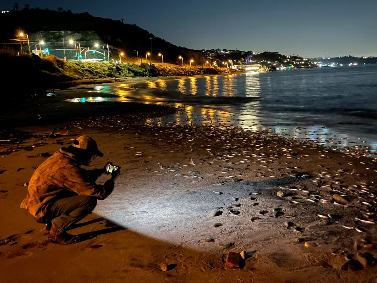 The Grunion Run