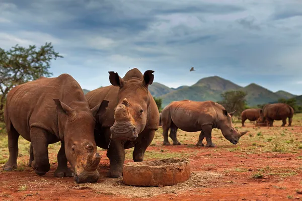 2000-rhinos-to-be-rewilded_Brent-Stirton-Large