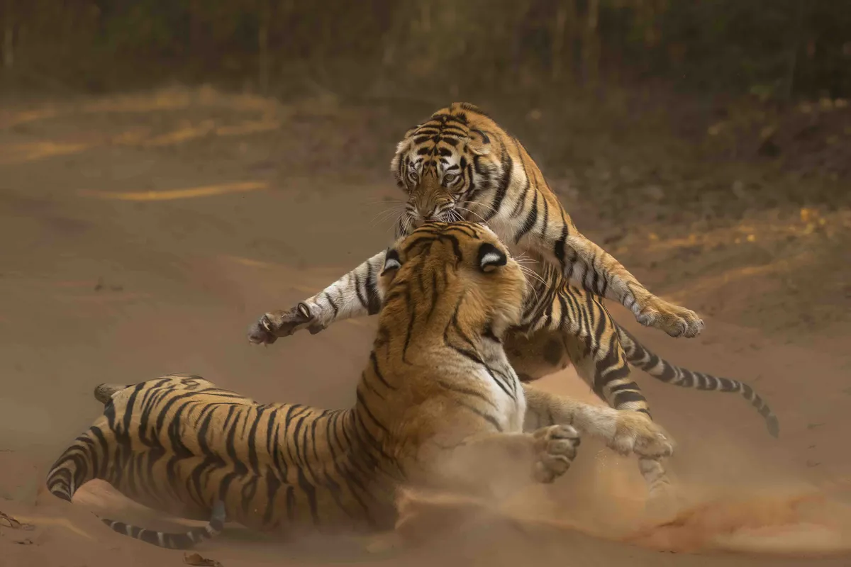 Bengal tiger, Bandhavgarh National Park, India