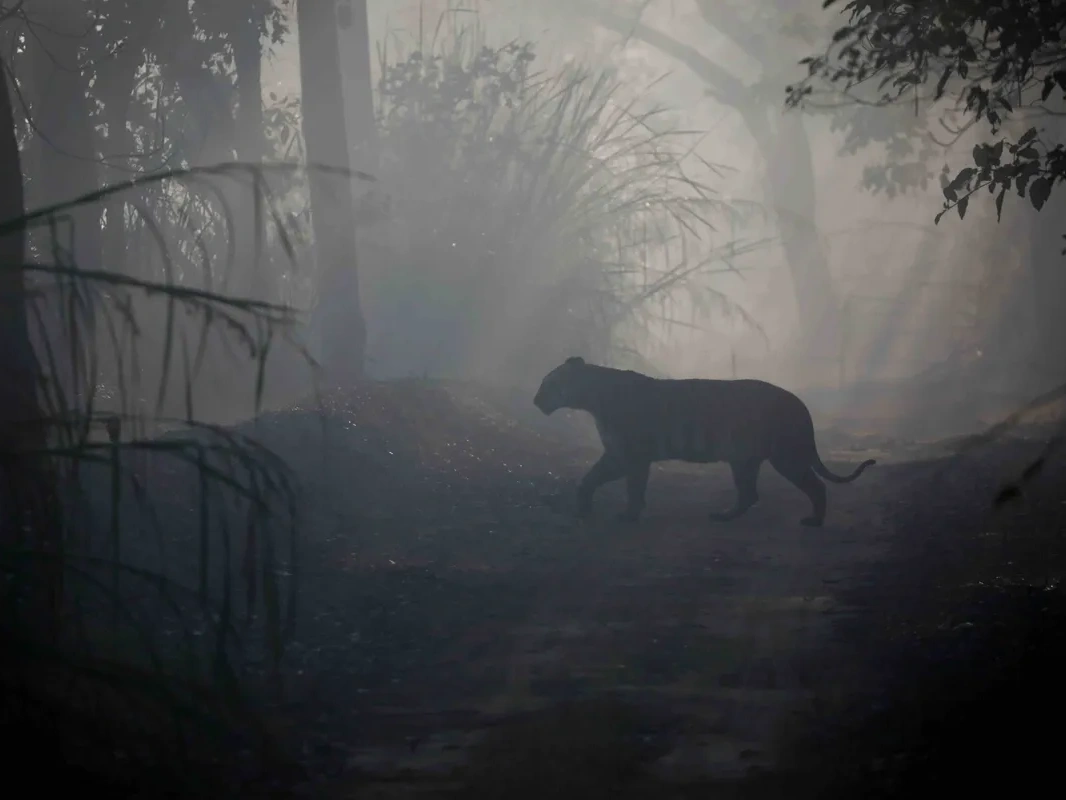 Bengal tiger, Pilibhit Tiger Reserve, Uttar Pradesh, India.