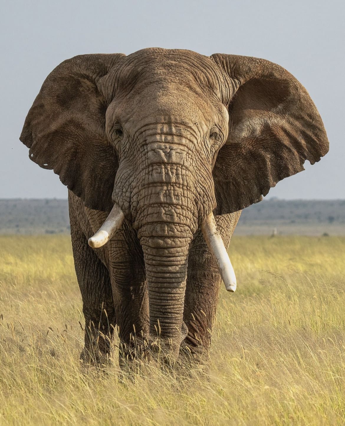 third bull elephant killed in Tanzania in 6 months