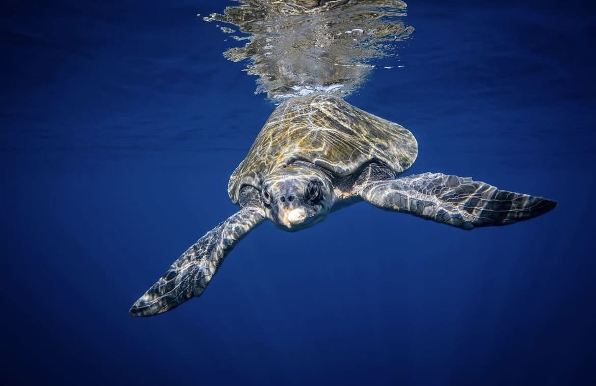 Olive turtle swimming at the surface