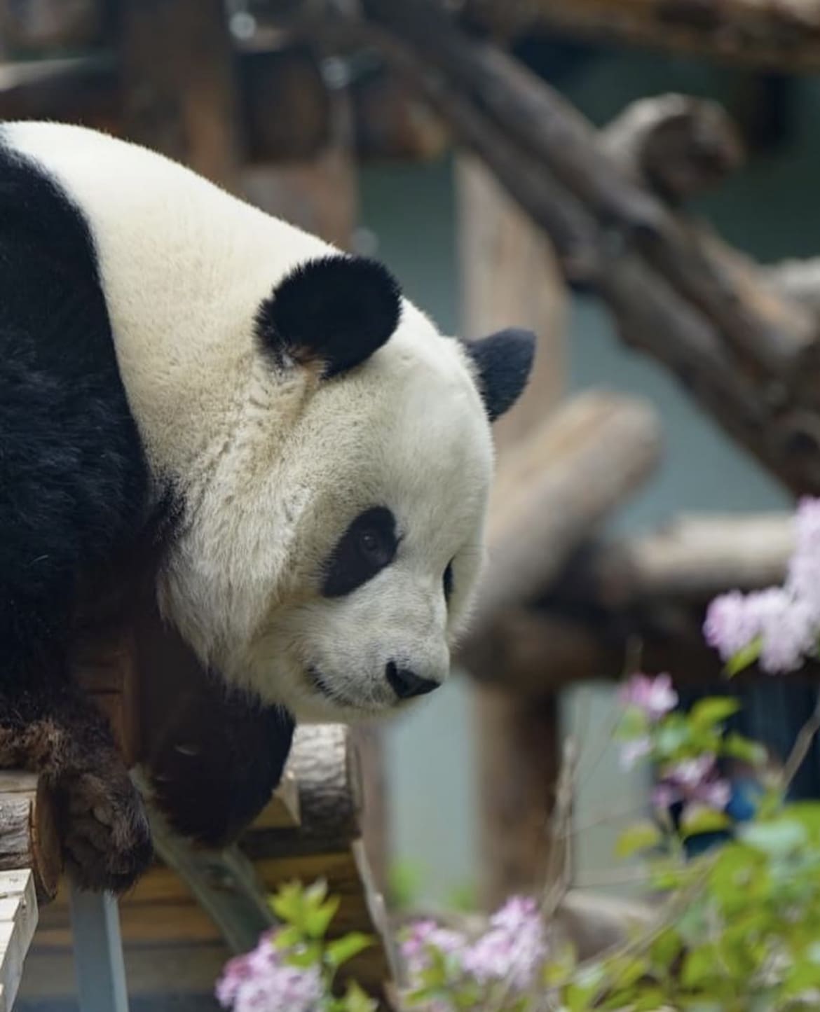 Panda at Beijing Zoo